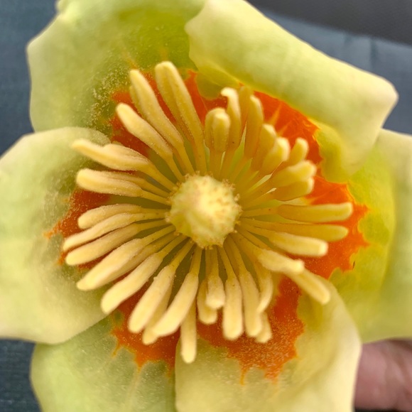 Meet your Posher, Cass - Picture 5 of 5